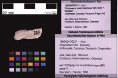 Foto (Objekt + Etiketten) von Diogenidae indet. (NHMW-GEO-1990-0041-0227)